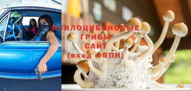 Галлюциногенные грибы Psilocybine cubensis  где можно купить   Арсеньев 